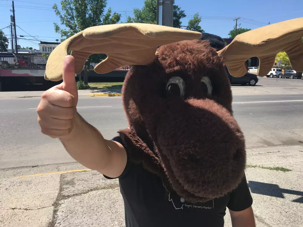 Have No Fear, the Moose App Is Here