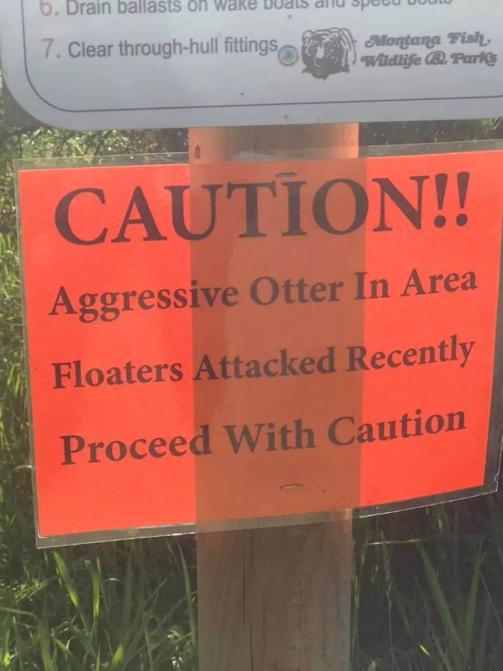 Aggressive Otters Attacking Rafters on the Jefferson River