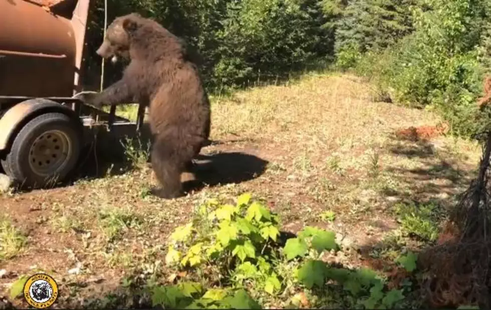 Intense Video Shows Grizzly Bears Being Released in NW Montana