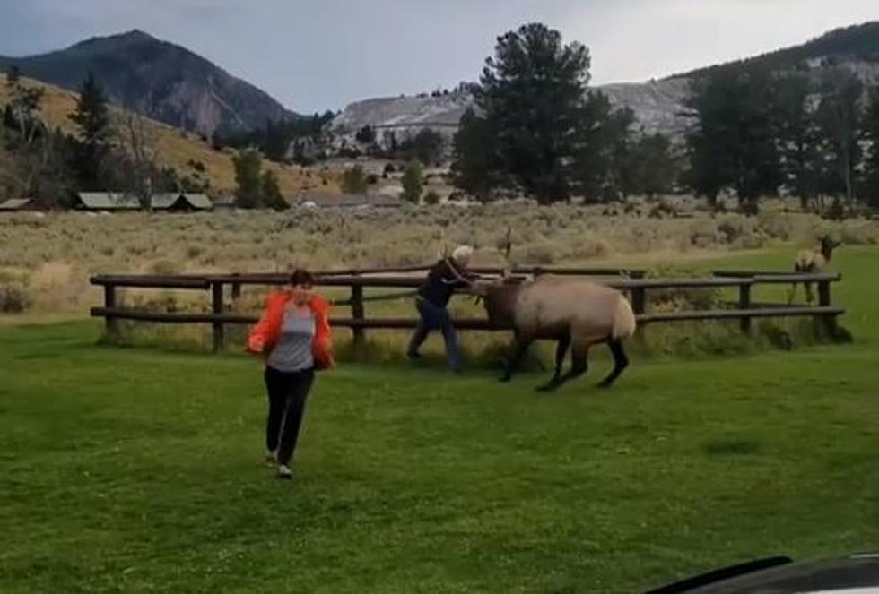 YNP Visitors Dodge Aggressive Elk Near Mammoth Hot Springs