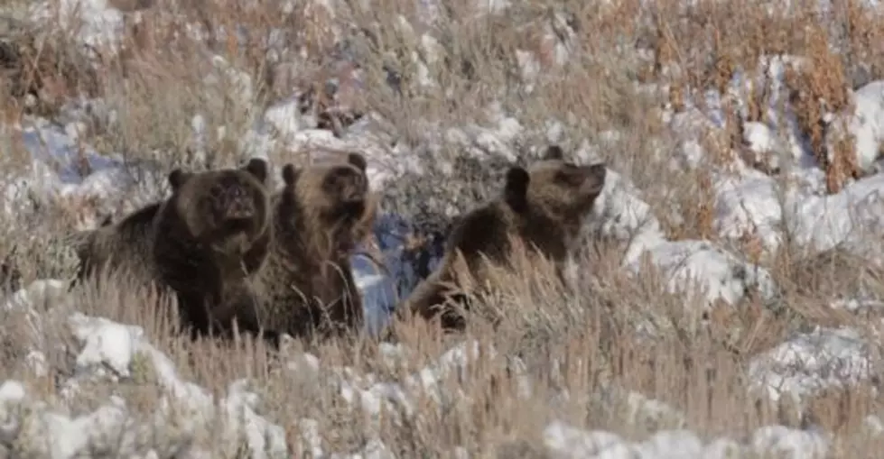 World Famous Grizzly Featured in New Video With Her Cubs