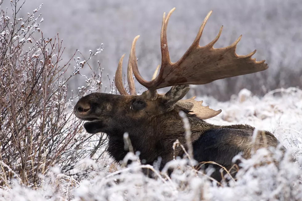 Reward Increased for Info on Bull Moose Poached Near Bozeman