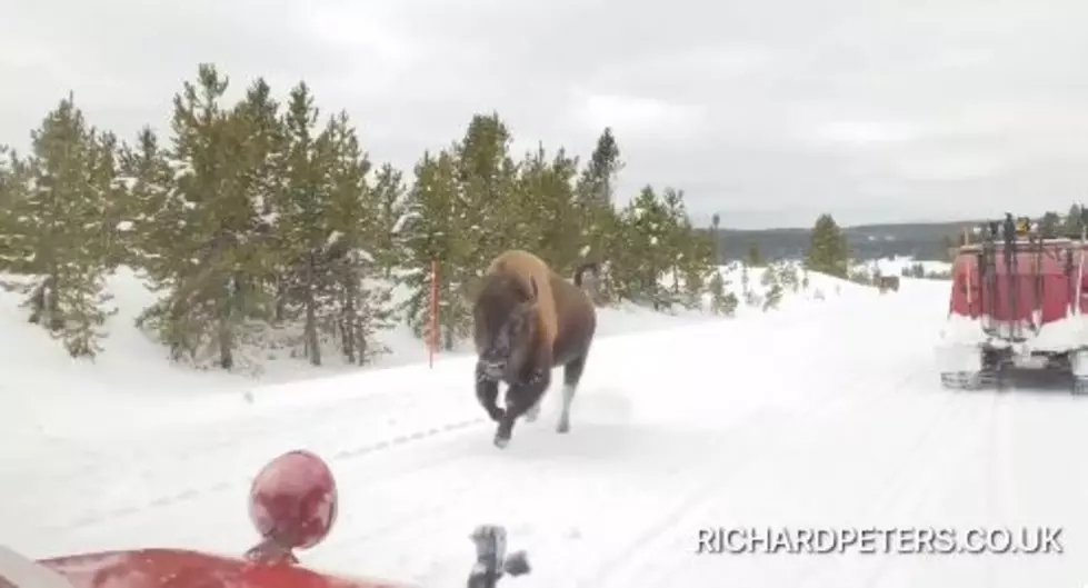 Watch Close Encounter With Bison on Yellowstone Wildlife Tour