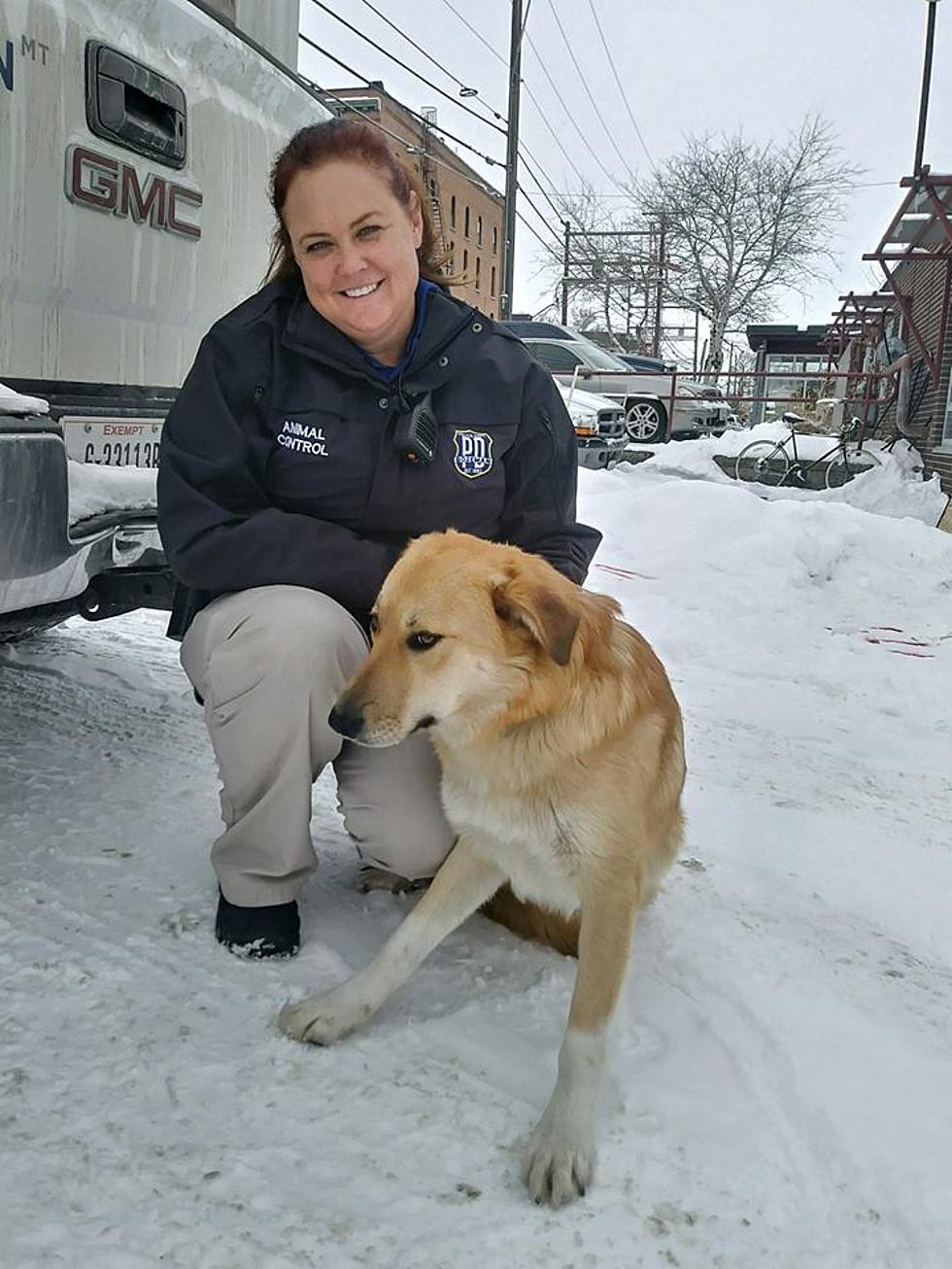 Bozeman's 'Most Wanted' Dog Finally Located