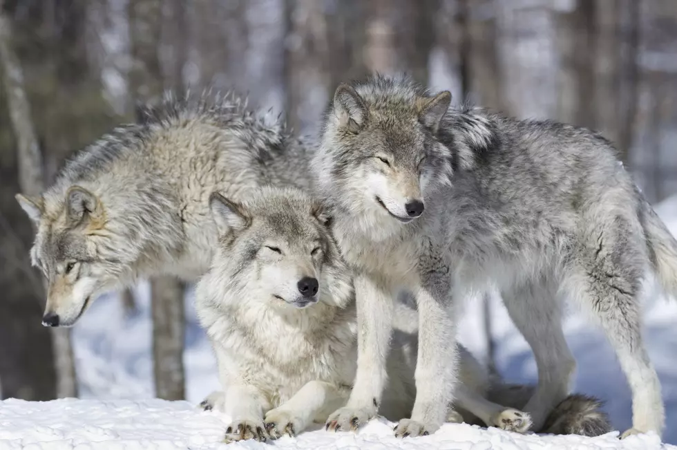 Gray Wolves May Soon Be Removed From Endangered Species List