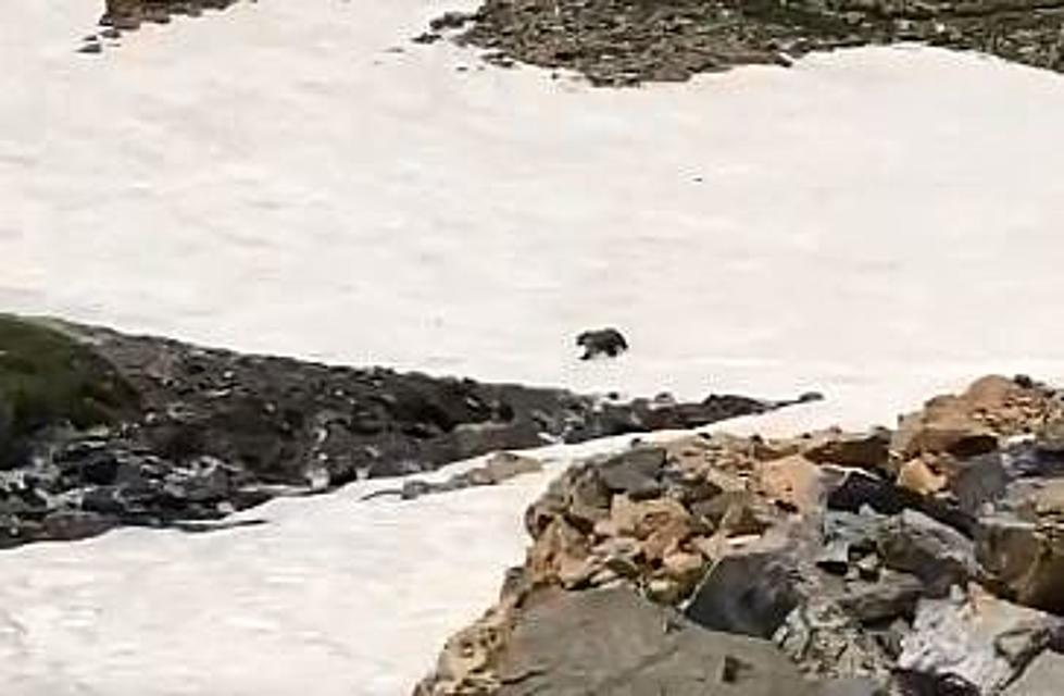 Watch Grizzly Slip, Slide Down Snow Field in Glacier NP