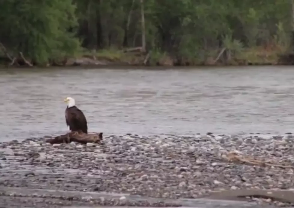 A Moment of Zen: Bald Eagle Chillin&#8217; on the Yellowstone River