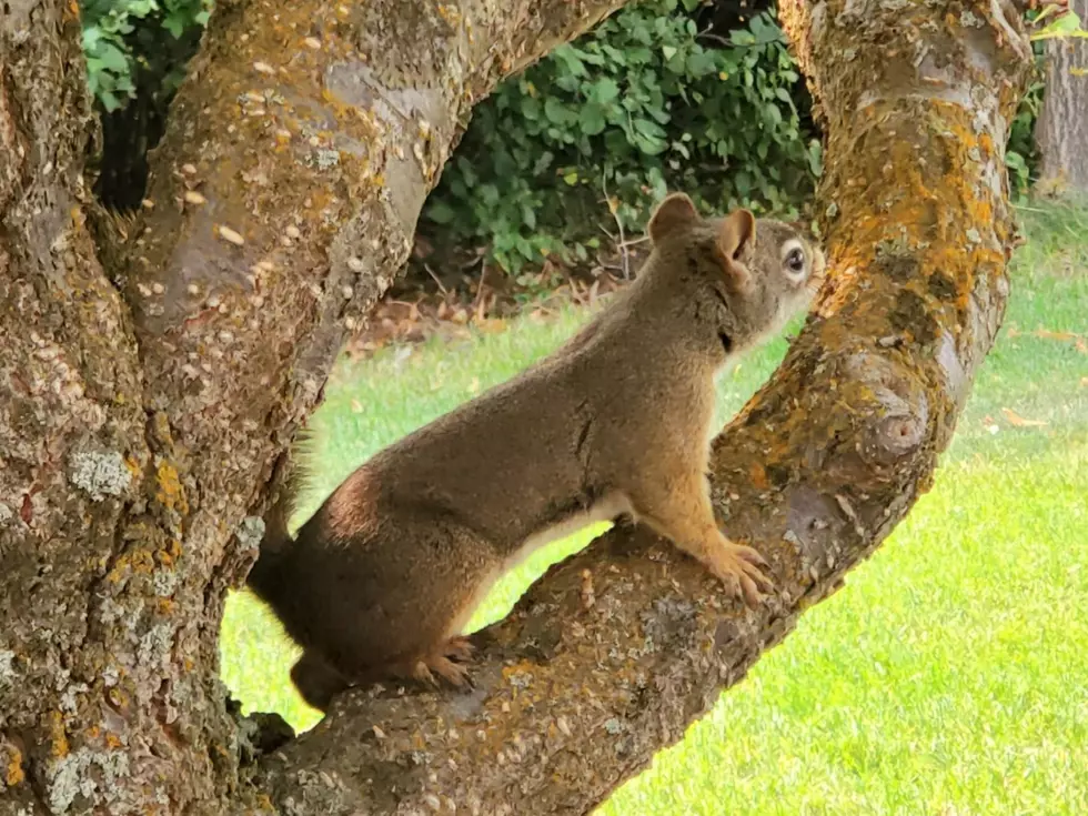 The Dangerous New Way Squirrels Are Ruining Your Montana Property