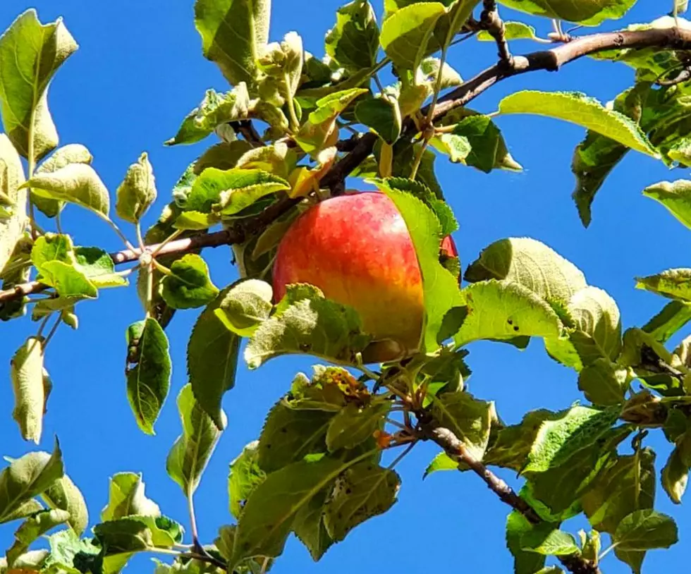 Bozeman, trade your backyard apples for cider