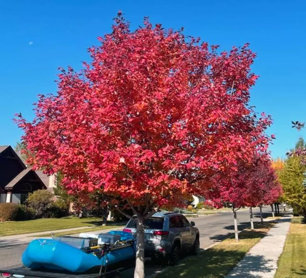 Montana’s Urban Areas Owning Fall Color: 2022 Pictures