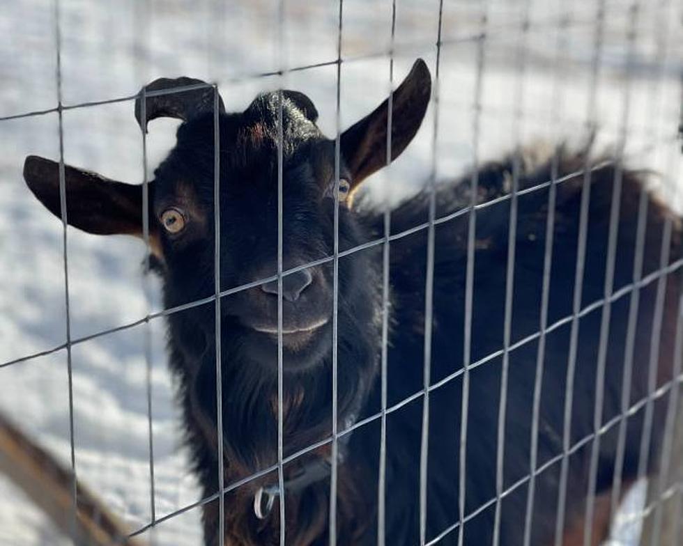 This “Fairly Friendly” Nigerian Dwarf Goat Near Livingston Needs a New Home