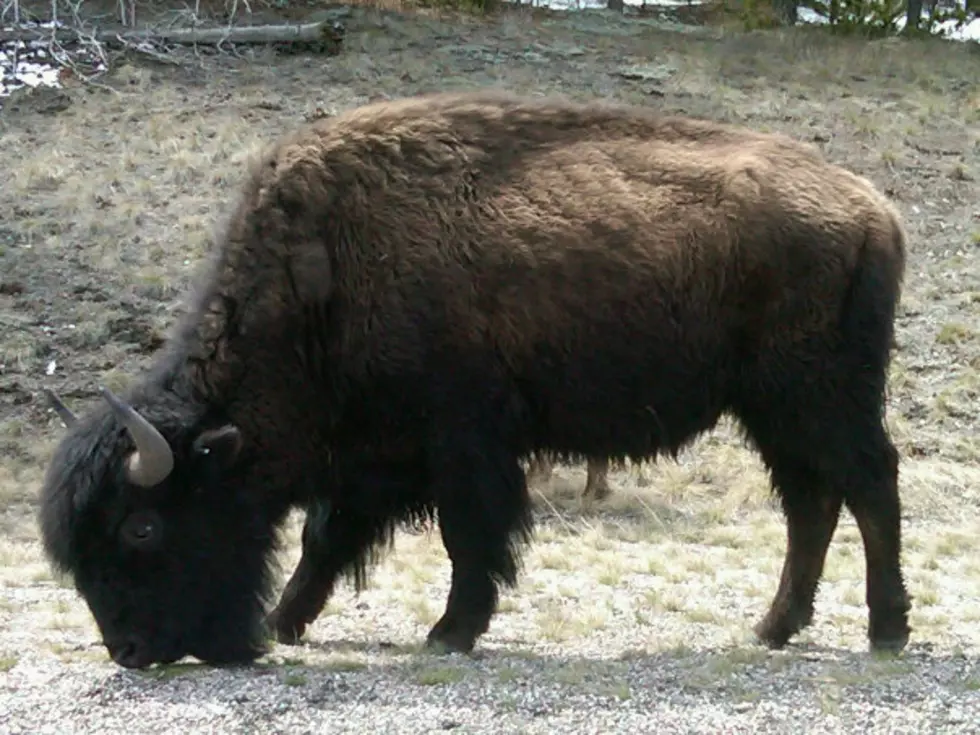 Latest Bad Reviews of Yellowstone National Park: Summer 2022 Edition