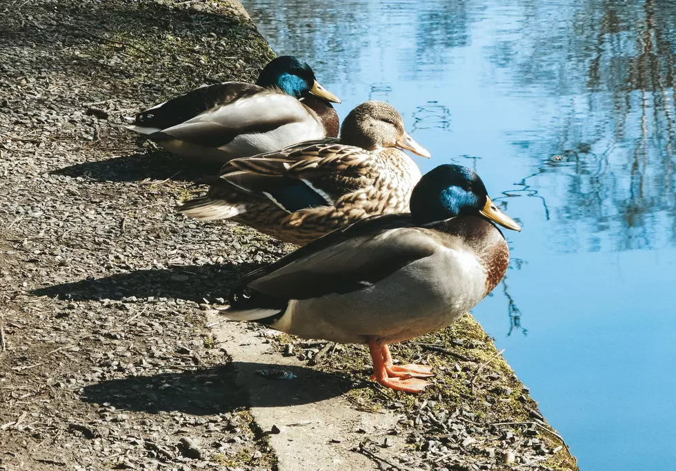 Bozeman&#8217;s Best Duck Ponds, and How to Keep Them That Way