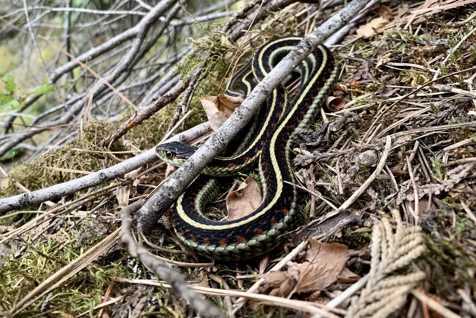 Turns out, Montana Fish, Wildlife and Parks has a sense of humor about snakes