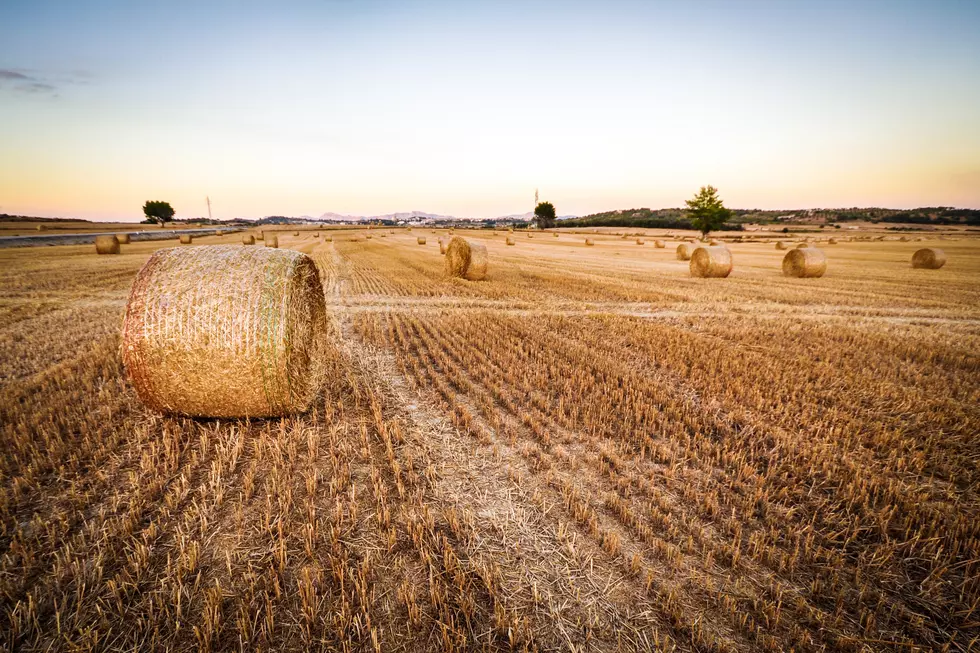 Respect the Fields and Cows: Facts About Farming in Montana