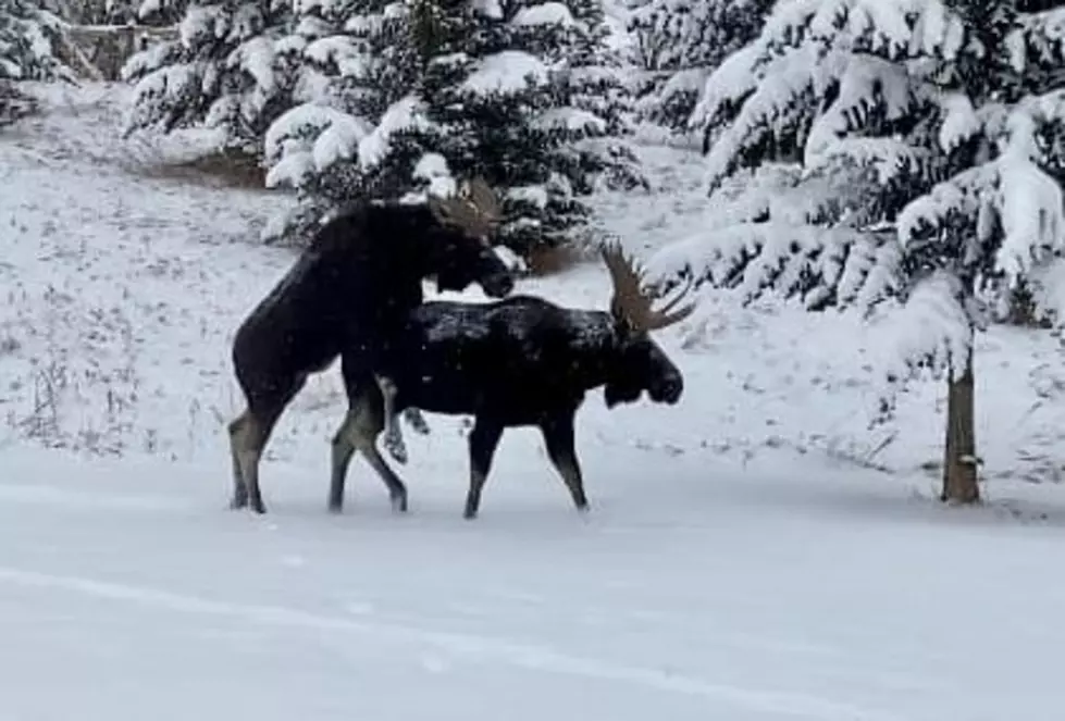 Gay Montana Moose Comes Out in Bozeman, Celebrated on Holiday Pie Crust