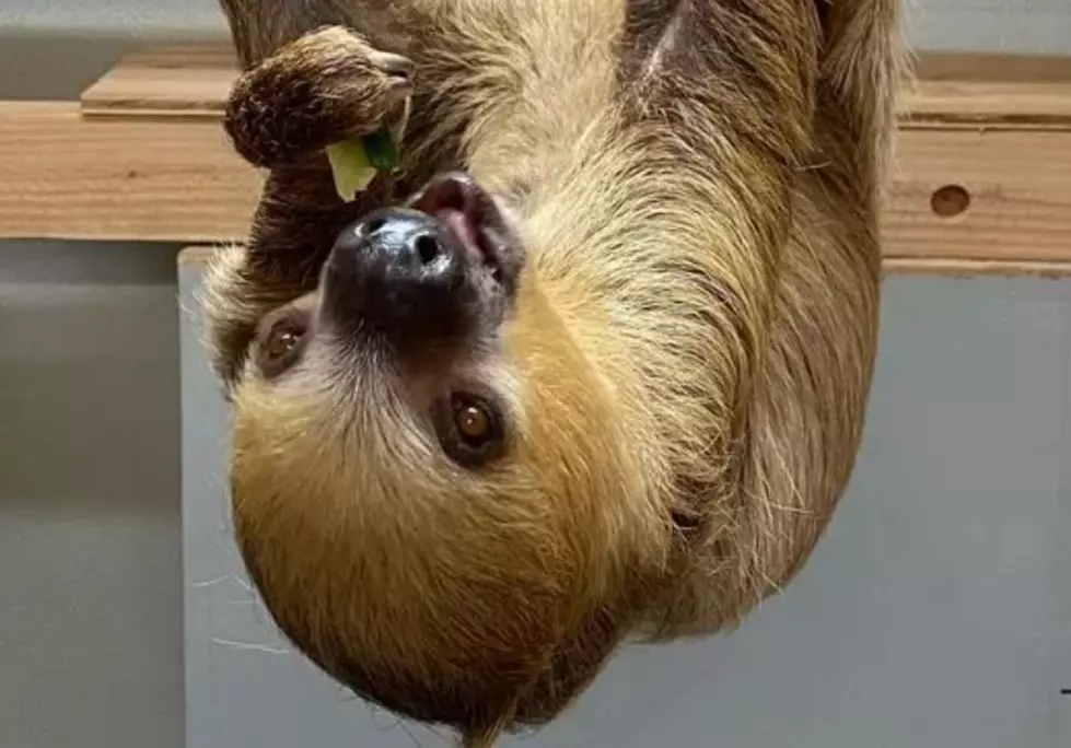 Best Time To See Winston The Sloth on Zoo Montana&#8217;s Webcam