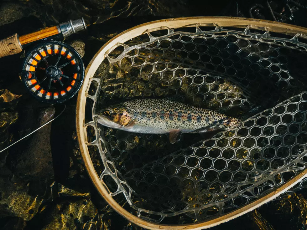 Bozeman, Montana&#8217;s Spirit Animal: Beer Drinking Locals Decide. And It&#8217;s Not A Trout.