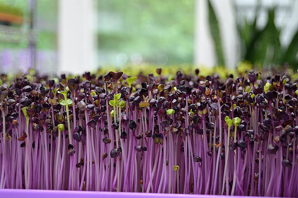 Make And Take Microgreens Workshop At Cashman Nursery This Saturday