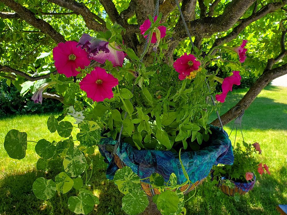 Grow Your Own Nasturtium: DIY Hanging Flower Baskets Tutorial