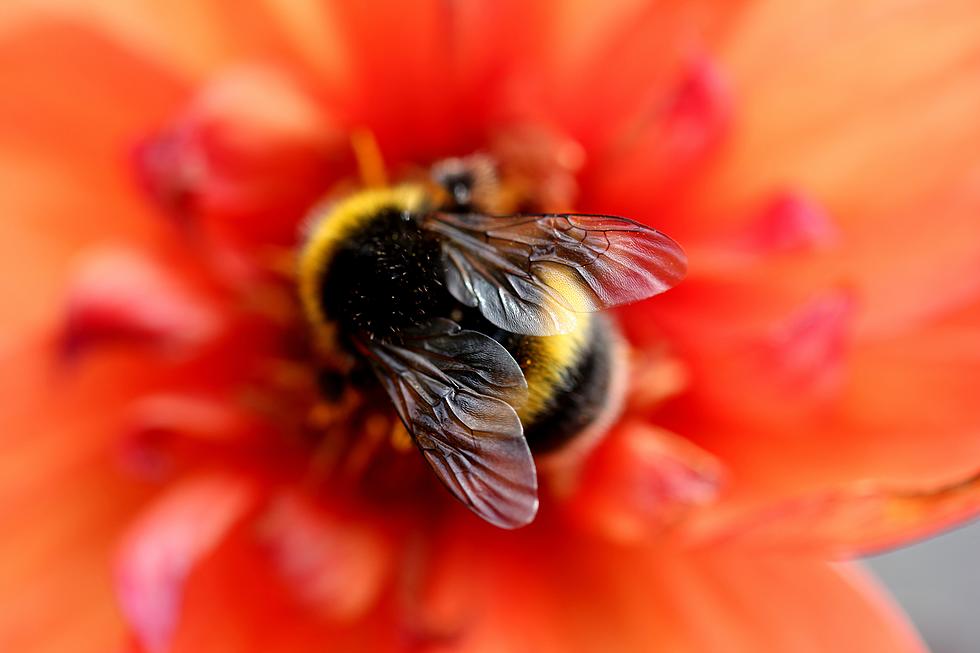 Near Extinction? Everyone&#8217;s Favorite Insect Is Critically Endangered In Montana