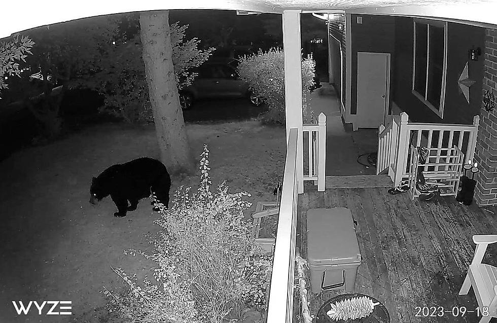 4 Clear Clues A Bozeman Black Bear Is Casing Your House And Trash