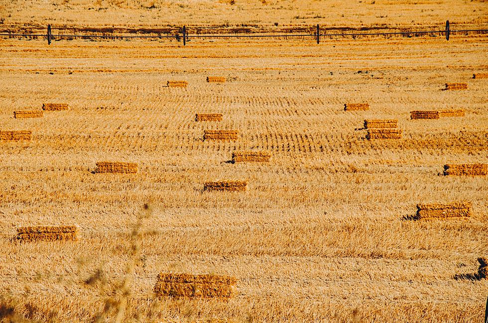 One Of Montana’s Best Fall Attractions Opens: Bozeman Straw Bale Maze