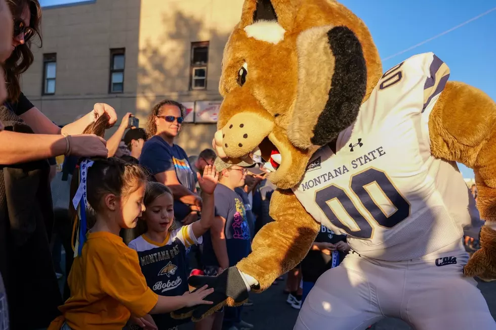 Show Your Bobcat Pride at the 2026 MSU Cat Walk in Bozeman
