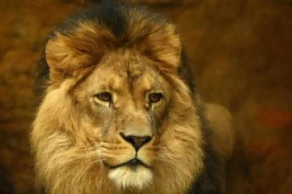 Zoo Lion Tries To Eat Baby on the Other Side of the Glass &#8211; See the Shocking Video