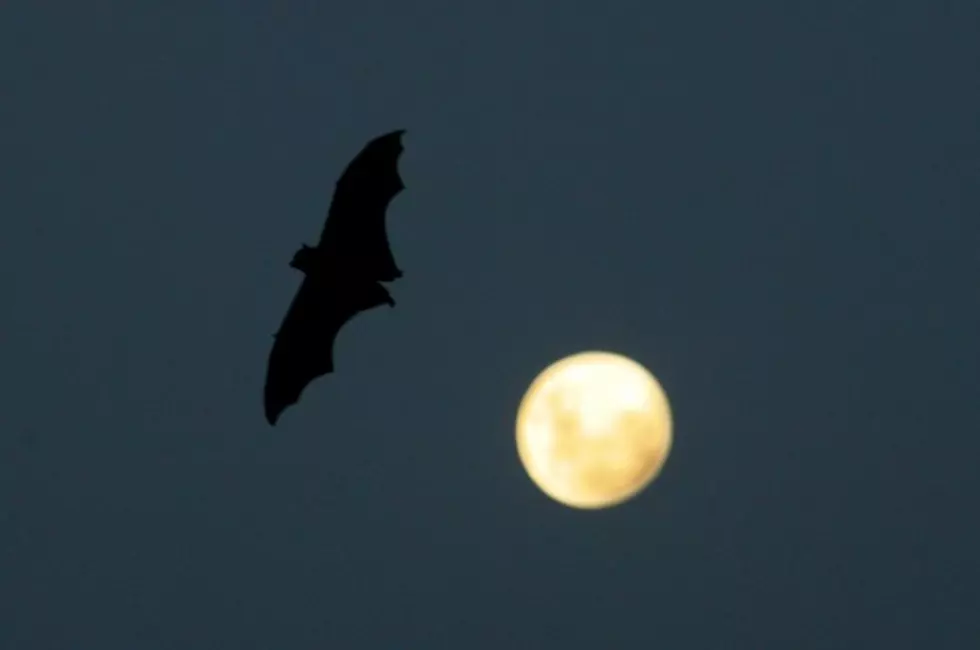 Our Haunted House Has Bats! &#8212; Well, It HAD One!