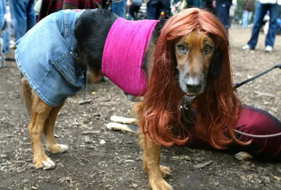 How Many of You Dress Your Dogs for Halloween? [POLL]