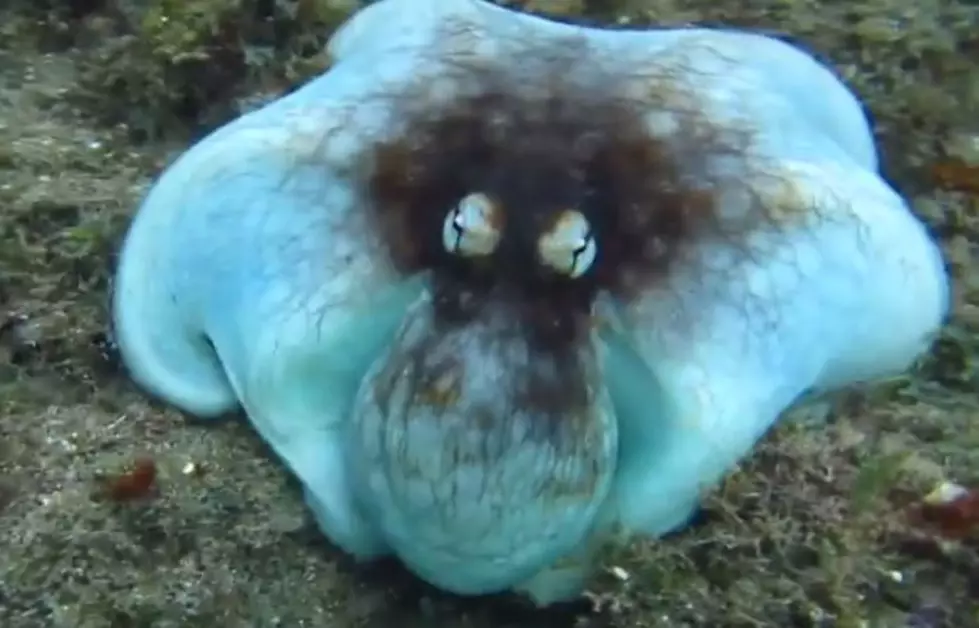 You Won’t Believe What Surprised This Scuba Diver! [VIDEO]