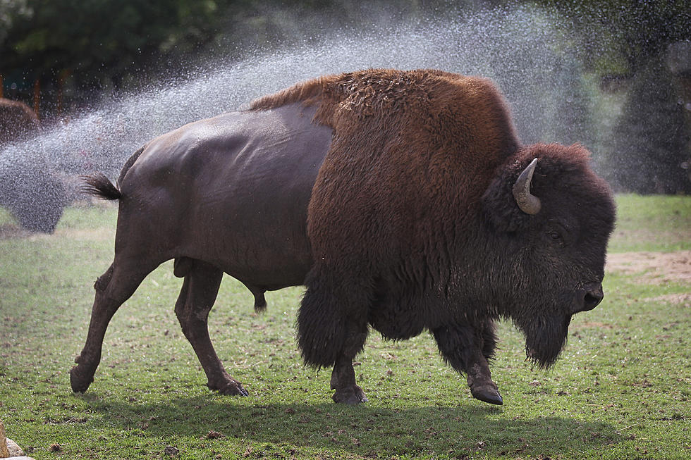 Ever Wondered What Kissing a Buffalo Would Be Like? [VIDEO]