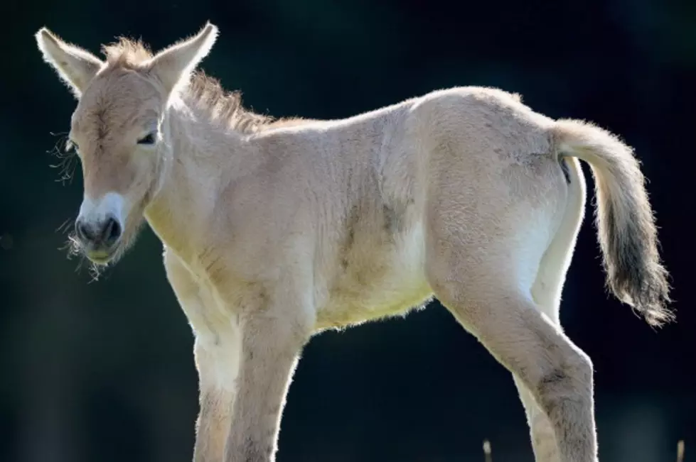 Adorable Filly Falls in the Lap of a Woman for Cuddle Time! [VIDEO]