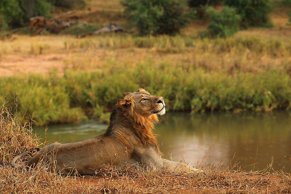 Do You Blame the Dentist for Killing Cecil the Lion? [POLL]