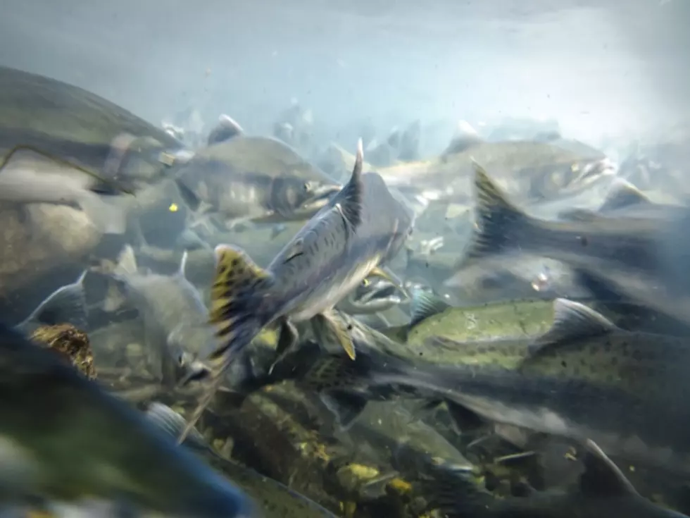 Returning Columbia River Salmon in Extreme Distress – Here’s Why
