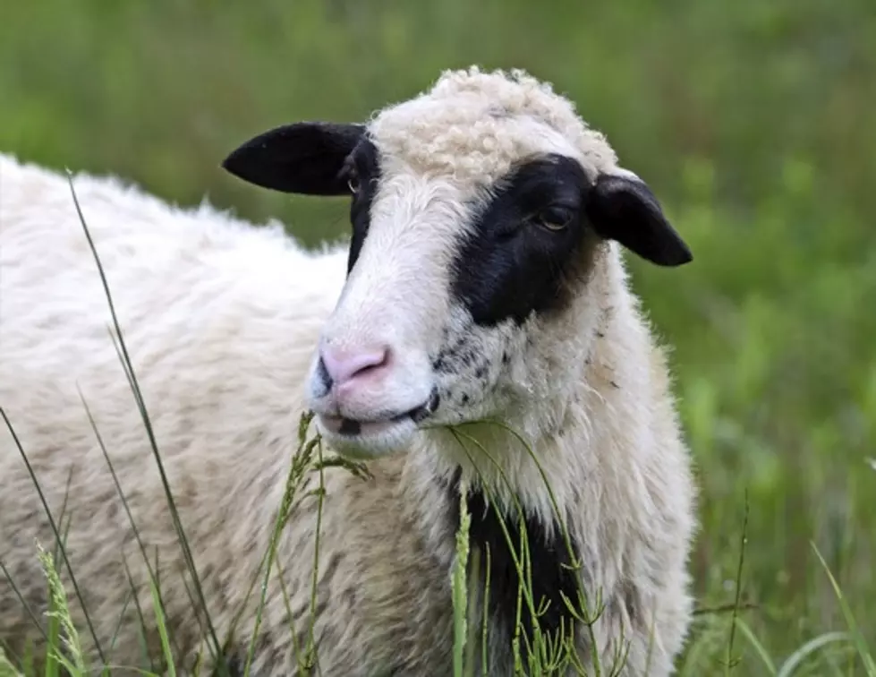 Who Knew Lambs Were So Bouncy? Watch This Baby Lamb Bounce! [VIDEO]