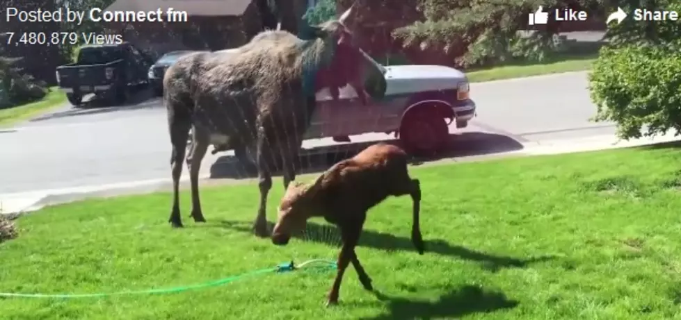 Baby Moose Play in Sprinklers with Mama Moose! [VIDEO]