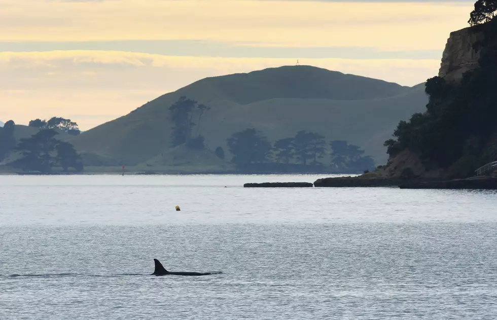 King 5 News Captures Amazing Video of Orca’s in Elliot Bay