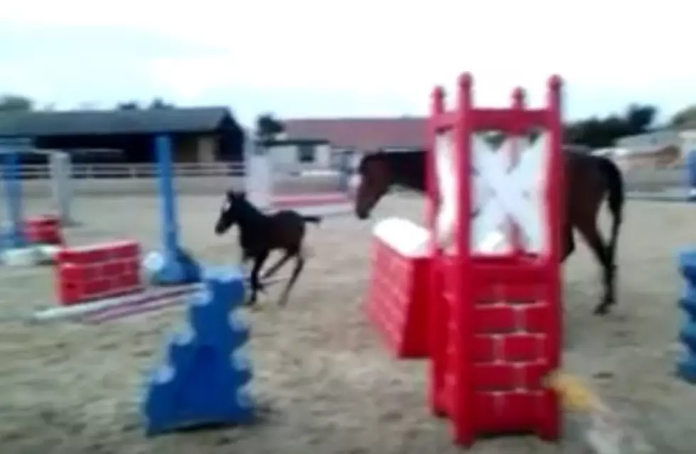 Incredible 4 Day Old Foal Loves to Jump! [VIDEO]