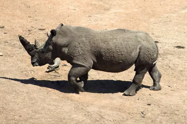 Did You Know Swimming Rhinos Used to Be Native to Umatilla?