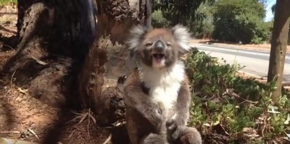 This Koala Bear Got Kicked Out of a Tree…Watch What Happens!