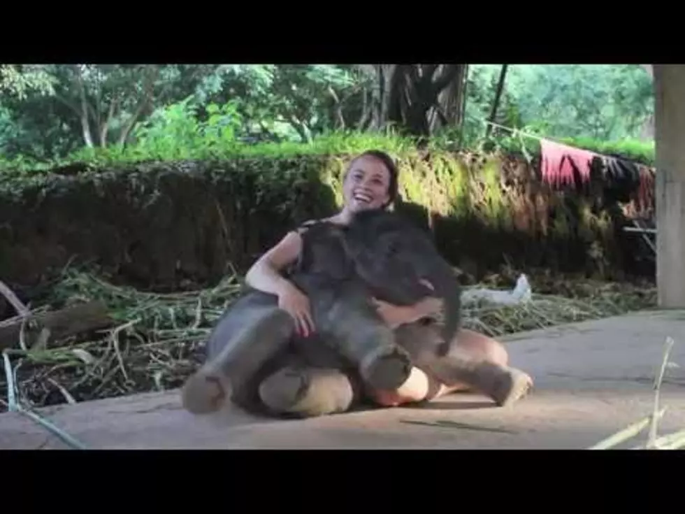 Baby Elephant Needs Cuddle Time and Sits on Lady’s Lap! [VIDEO]