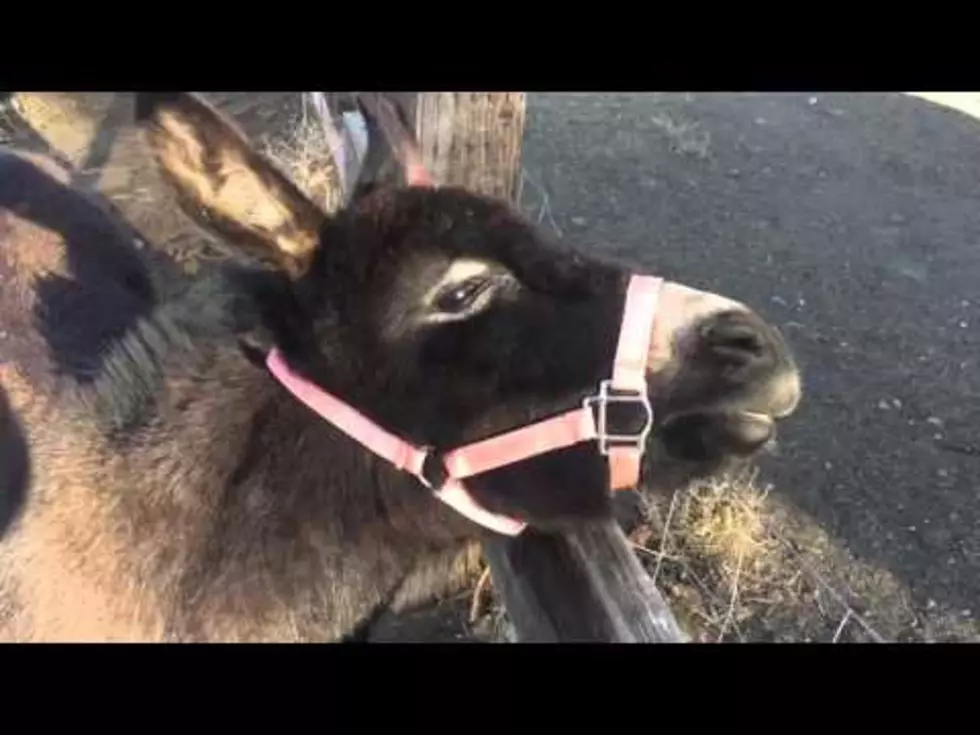 See Faith Martin’s Horse & Mini Donkey Be Mad at Her! [VIDEO]
