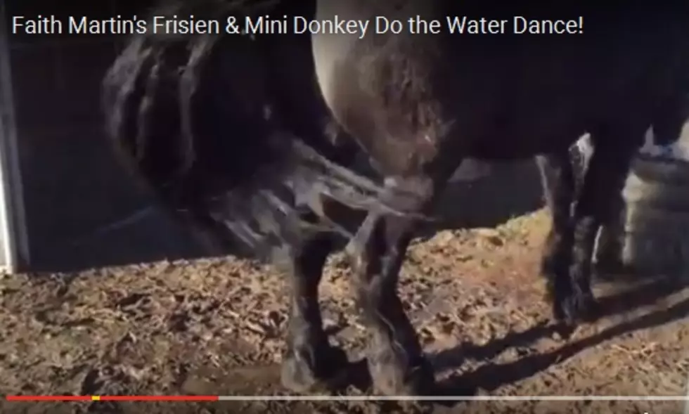 Faith Martin’s Horse & Donkey Do the Happy Dance! [VIDEO]