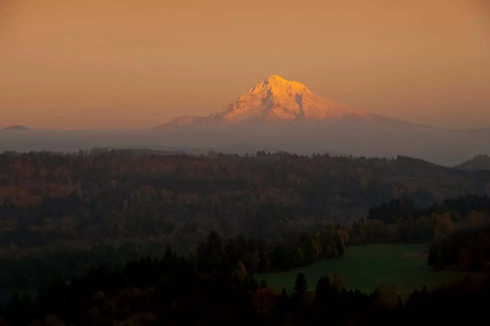 Adorable St Bernard Pup Becomes Mascot for Timberline Lodge of Mt Hood!