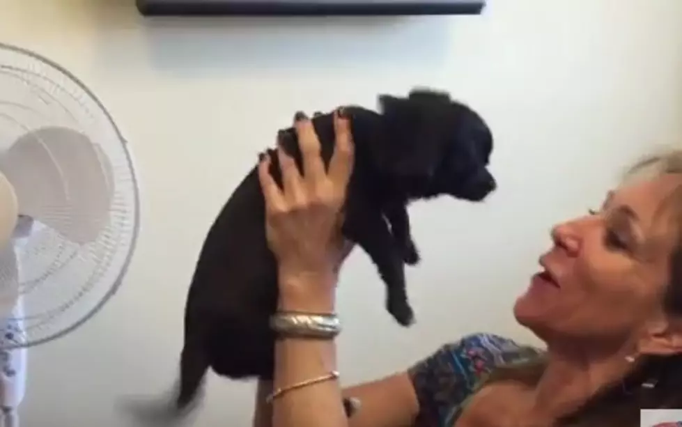 Adopt This Puppy! Adorable Chihuahua Needs Forever Home [VIDEO]