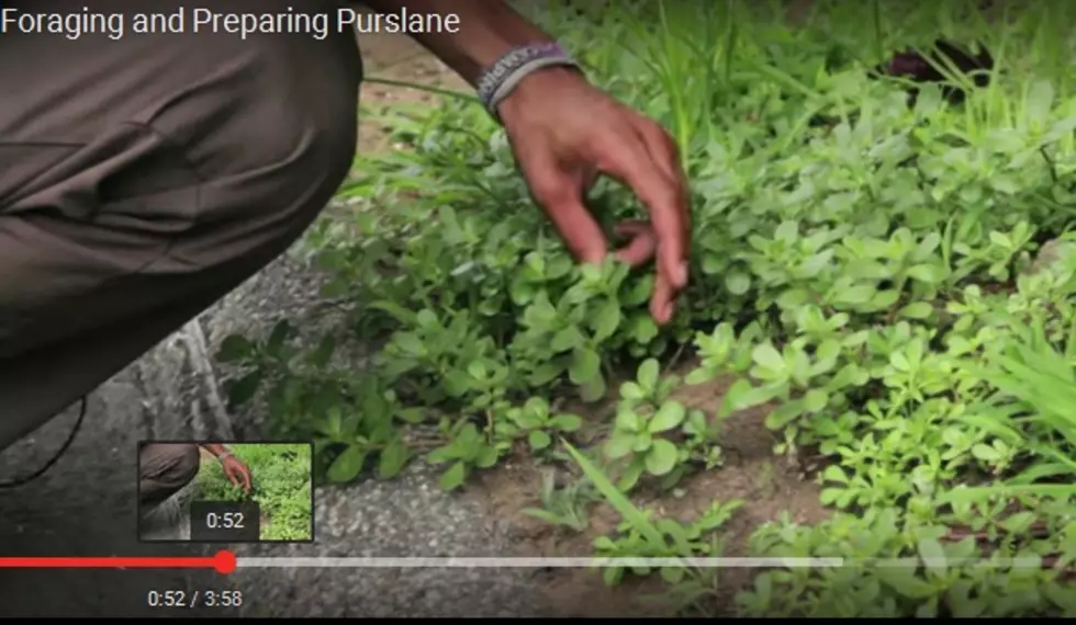 New &#8216;Superfood&#8217; Might Be in Your Backyard! [VIDEO]