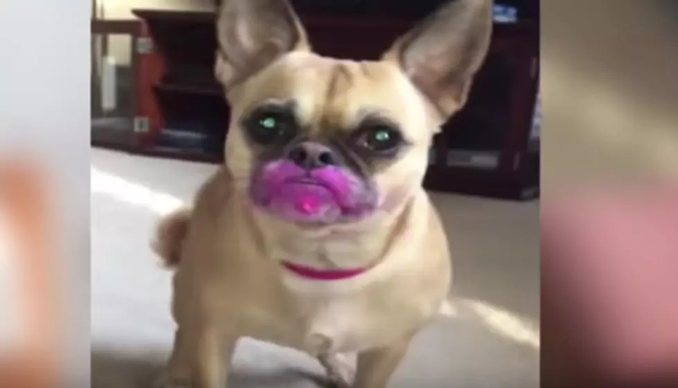 Cute Dog Wants to Look Pretty! Or Just Likes to Eat Lipstick! [VIDEO]
