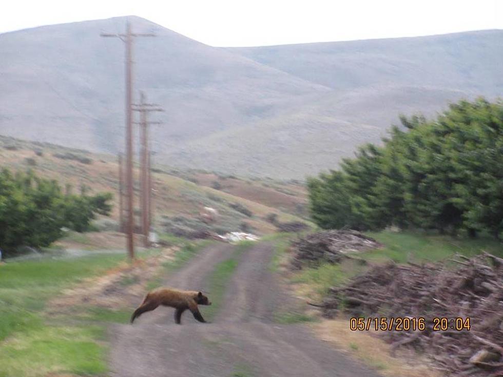 Things are Getting Beary Weird in Prosser